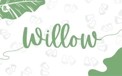 Willow Name Meaning, Origin and Popularity